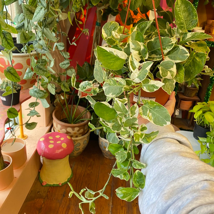 Pothos - Pearls and Jade 6 inch HB