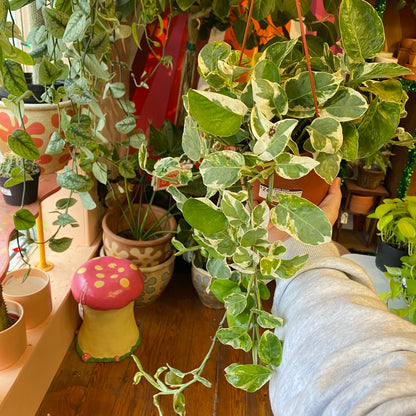 Pothos - Pearls and Jade 6 inch HB