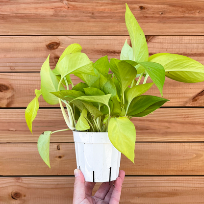 Pothos-Neon-4 inch