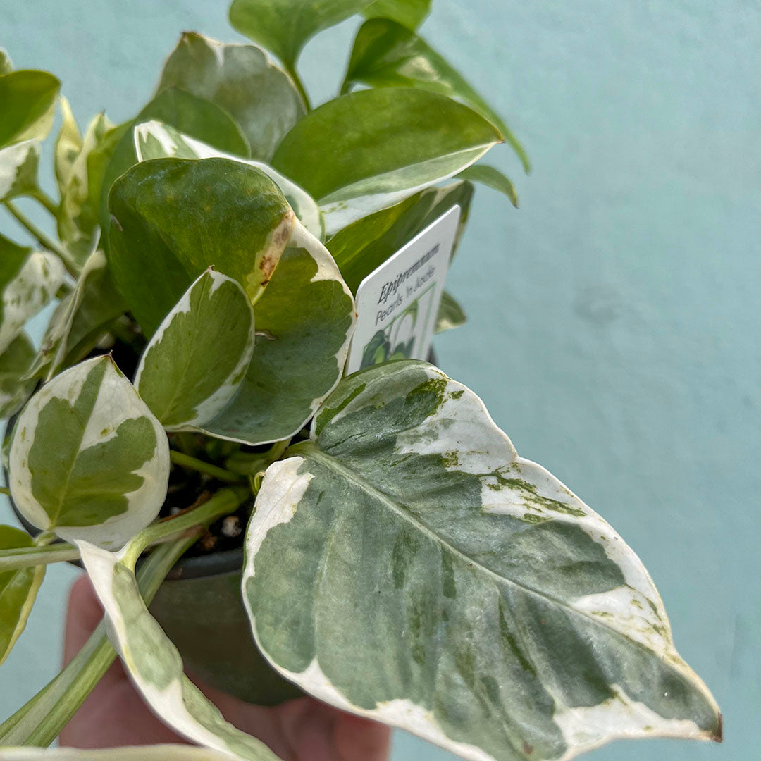 Pothos - Pearls and Jade-4 Inch
