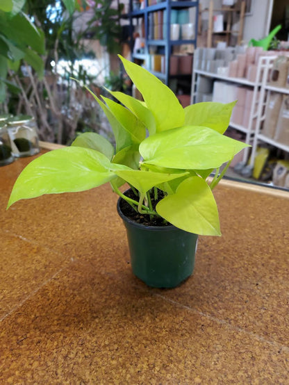 Pothos-Neon-4 inch