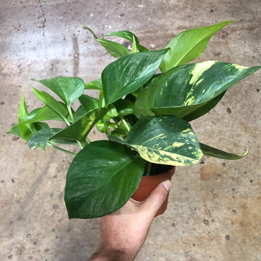 Pothos - Golden 4 inch
