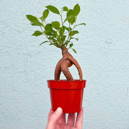 Ficus-Ginseng Bonsai-4 inch