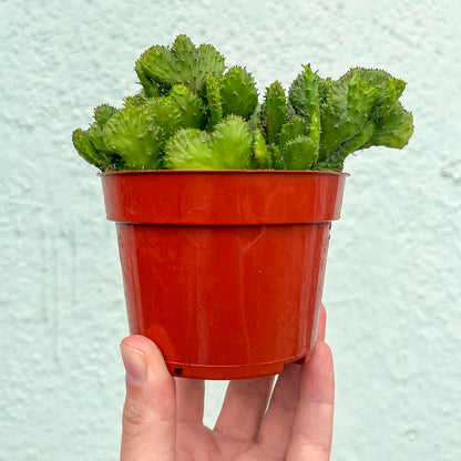 Euphorbia - Flanaganii-4 inch f. cristata