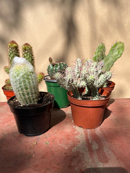 Cactus-Assorted-4 inch
