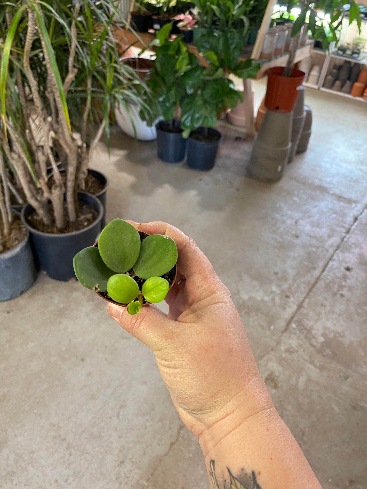 Peperomia-Hope 2"