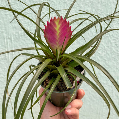 Bromeliad-Tillandsia Pink Cyanea (Pink Quill) 4 inch