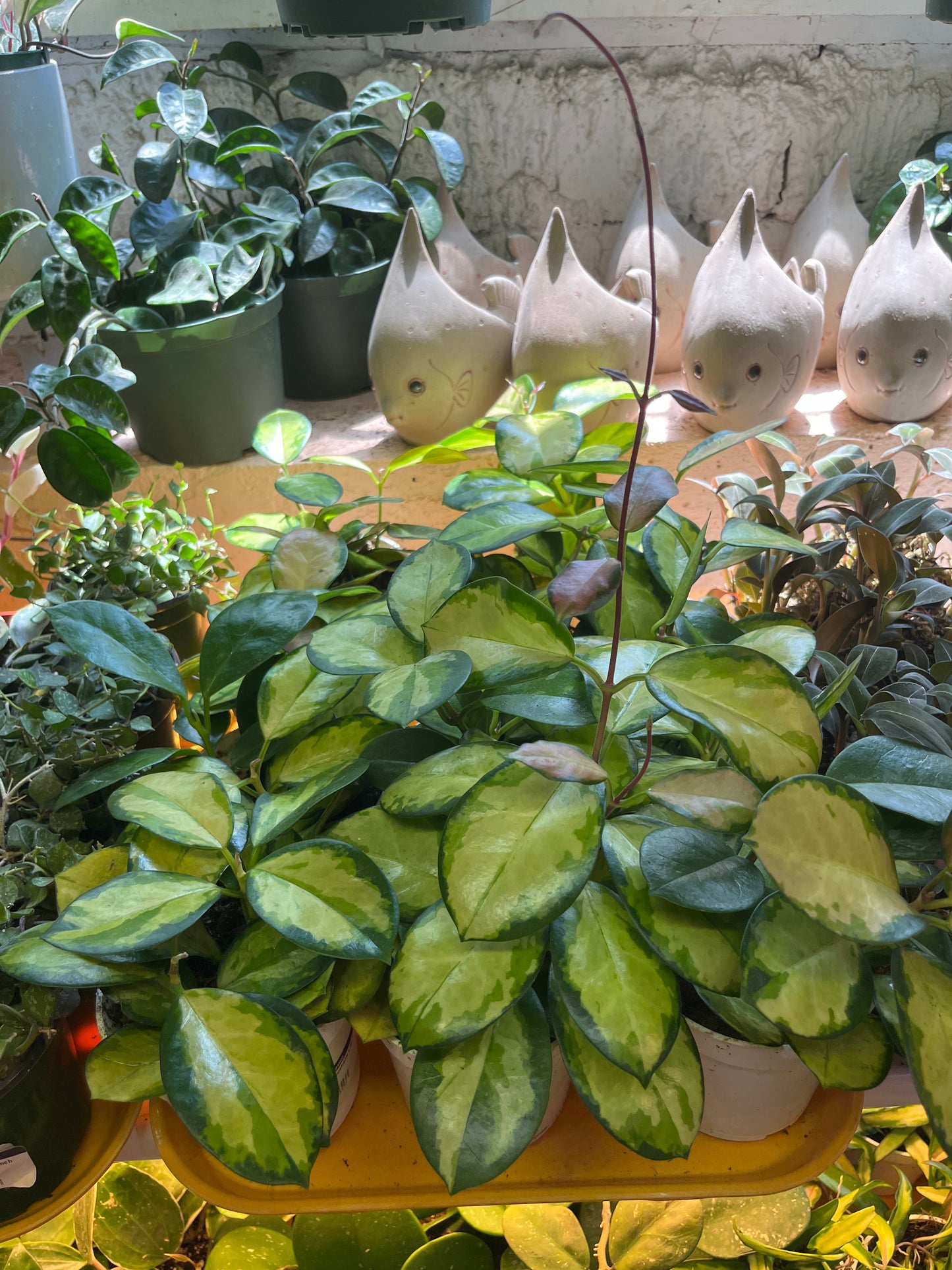 Hoya- Australis Lisa 4 inch