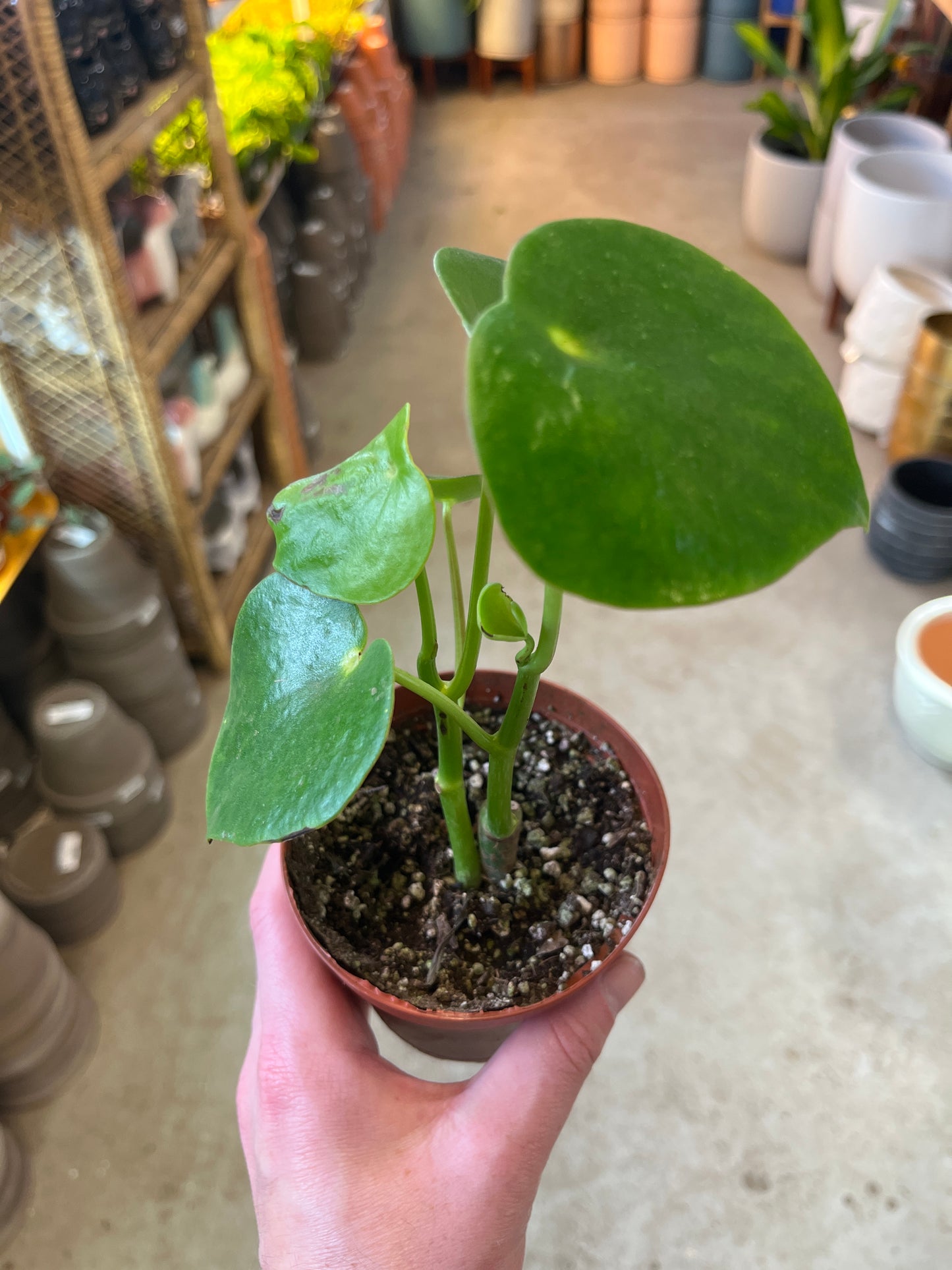 Peperomia-Raindrop Owls Eye 4"