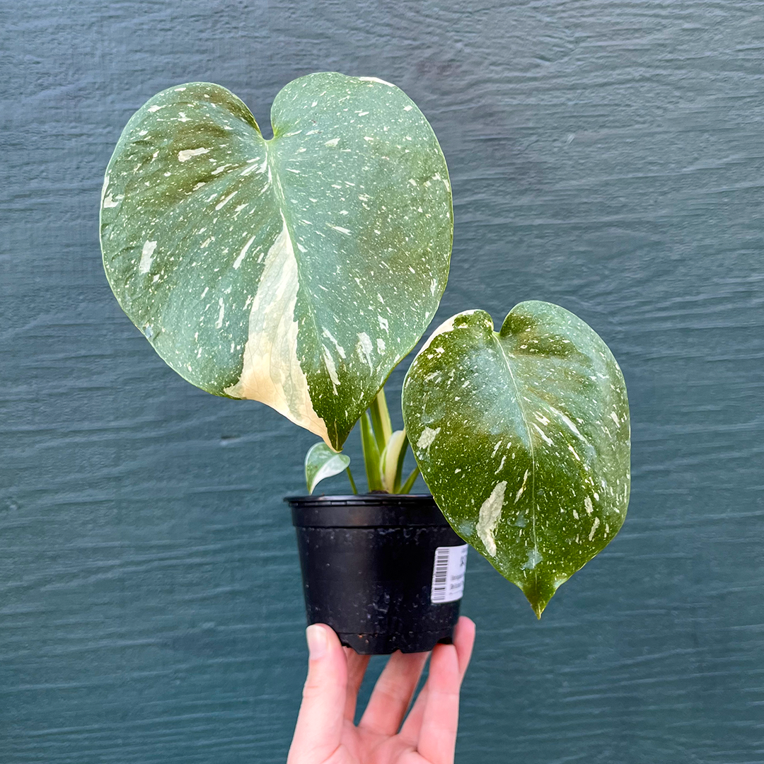 Monstera Deliciosa Thai Constellation 4 inch