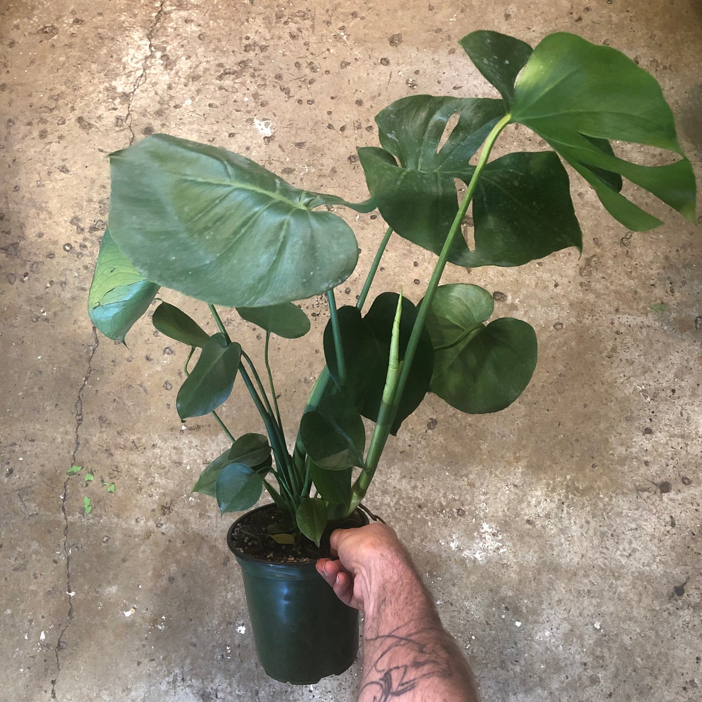 Monstera-Deliciosa -6 inch