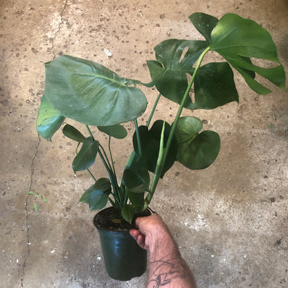 Monstera-Deliciosa -6 inch