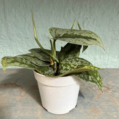 Scindapsus Pictus - Exotica (Silver Splash Pothos) 4 inch