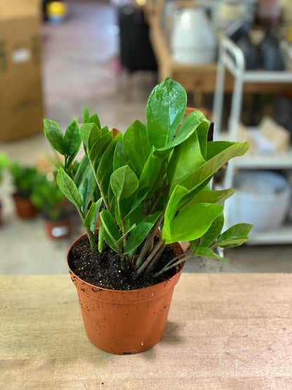 Zamioculcas-Zamifolia (ZZ Plant) 6 inch