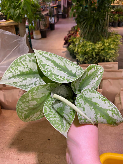 Scindapsus Pictus - Exotica (Silver Splash Pothos) 4 inch