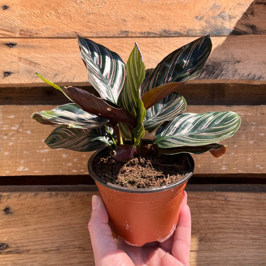 Calathea-Ornata 4 inch