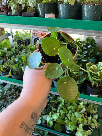 Pilea-Peperomioides- 4 inch