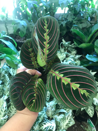 Maranta - Red 3"