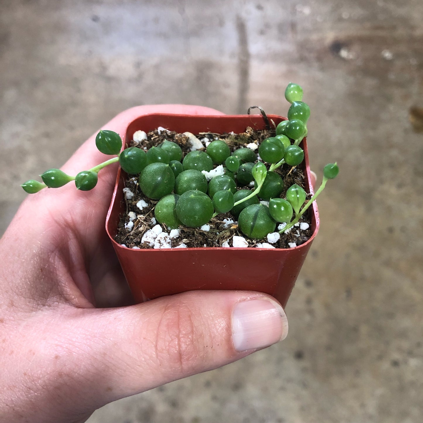 Senecio-Rowleyanus (String of Pearls)-2 inch