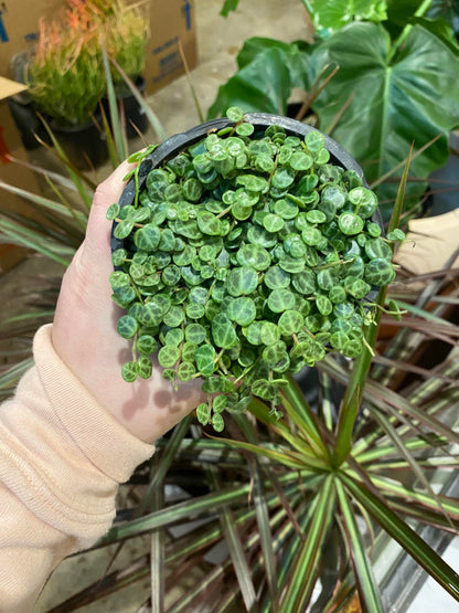Peperomia - Prostrata String of Turtles -4 inch