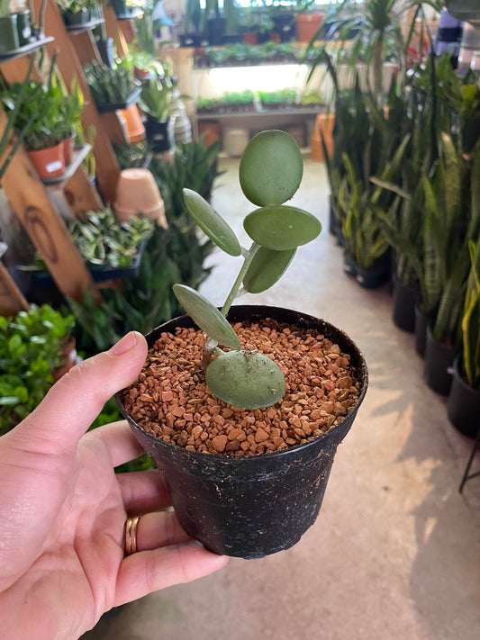 Silver Dollar Vine- Xerosicyos danguyi 4 inch