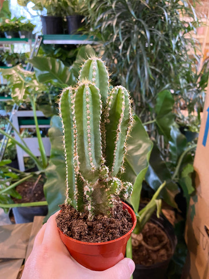 Cactus - Fairy Castle-4 inch