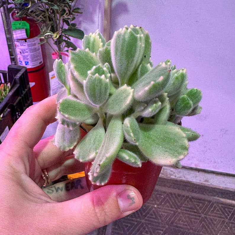 Cotyledon Tomentosa Bear Paw Cactus Variegated 3"