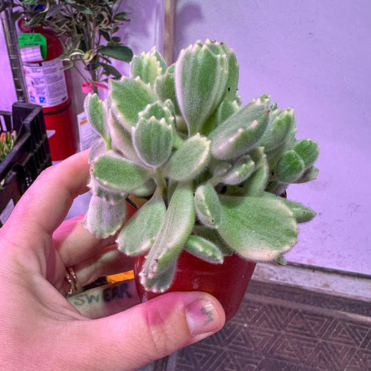 Cotyledon Tomentosa Bear Paw Cactus Variegated 3"
