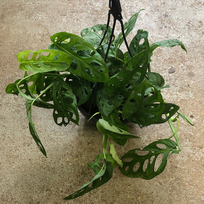 Monstera-Adansonii 8 inch hanging basket