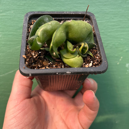 Hoya-Compacta Rope 3"