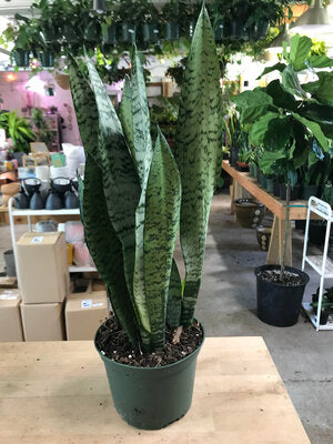 Sansevieria-Zeylanica 6 inch