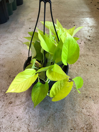 Pothos-Neon 8 inch HB