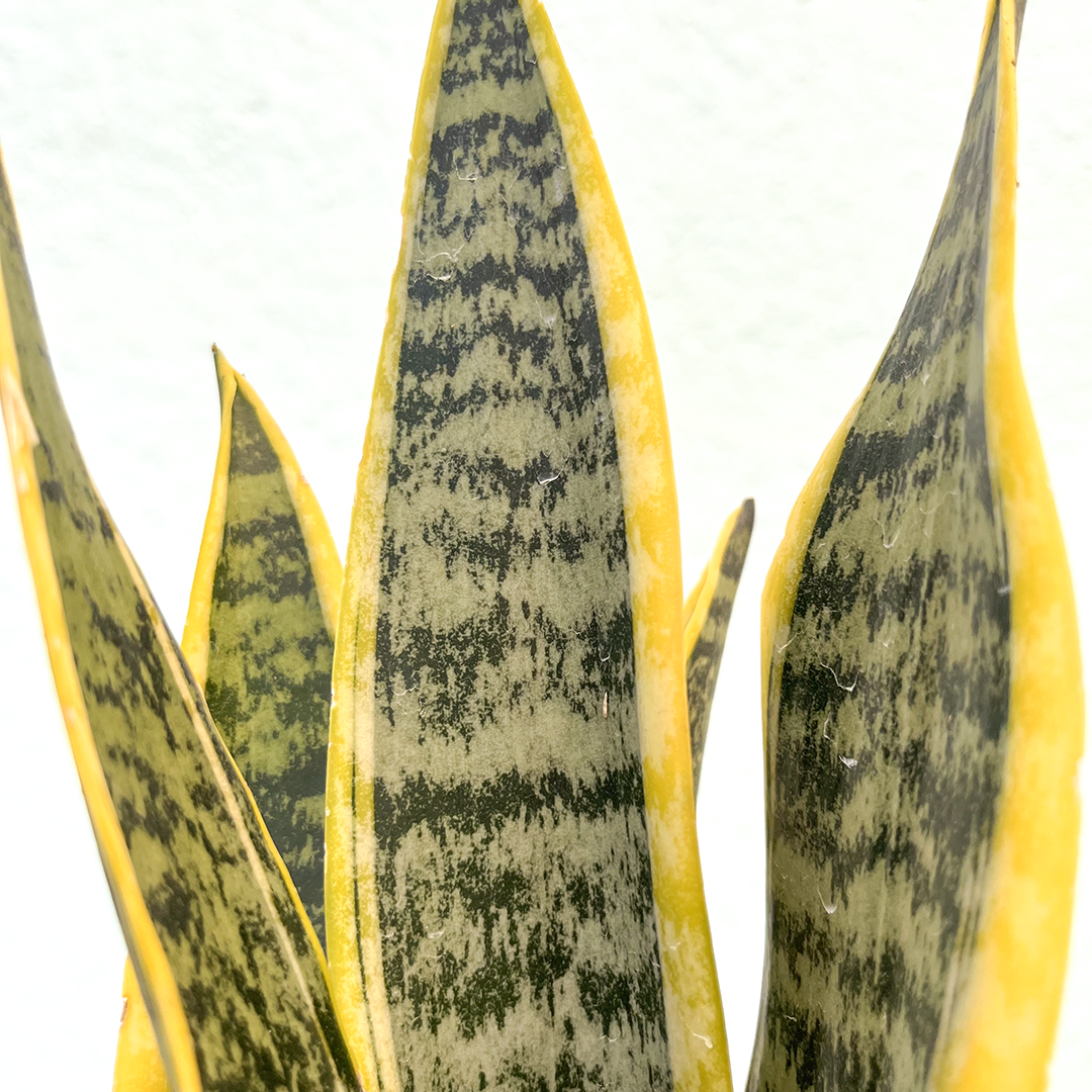 Sansevieria-Laurentii 6"