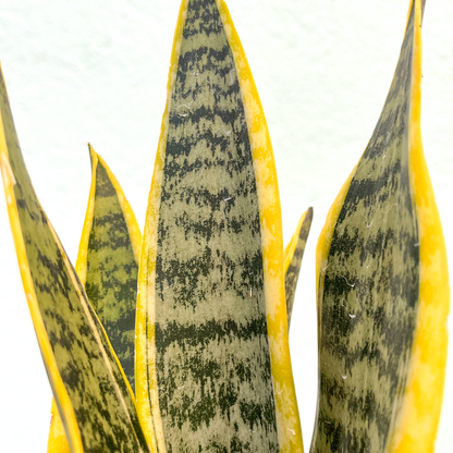Sansevieria-Laurentii 6"