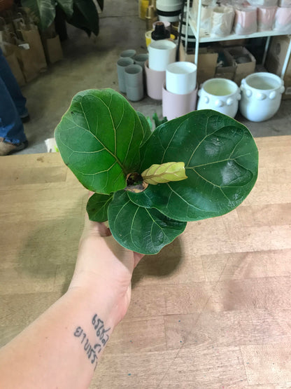 Ficus-Lyrata (Pandurata) Bush Fiddle Leaf Fig 4 inch