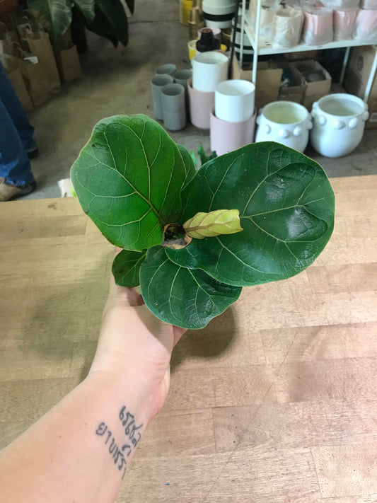 Ficus-Lyrata (Pandurata) Bush Fiddle Leaf Fig 4 inch