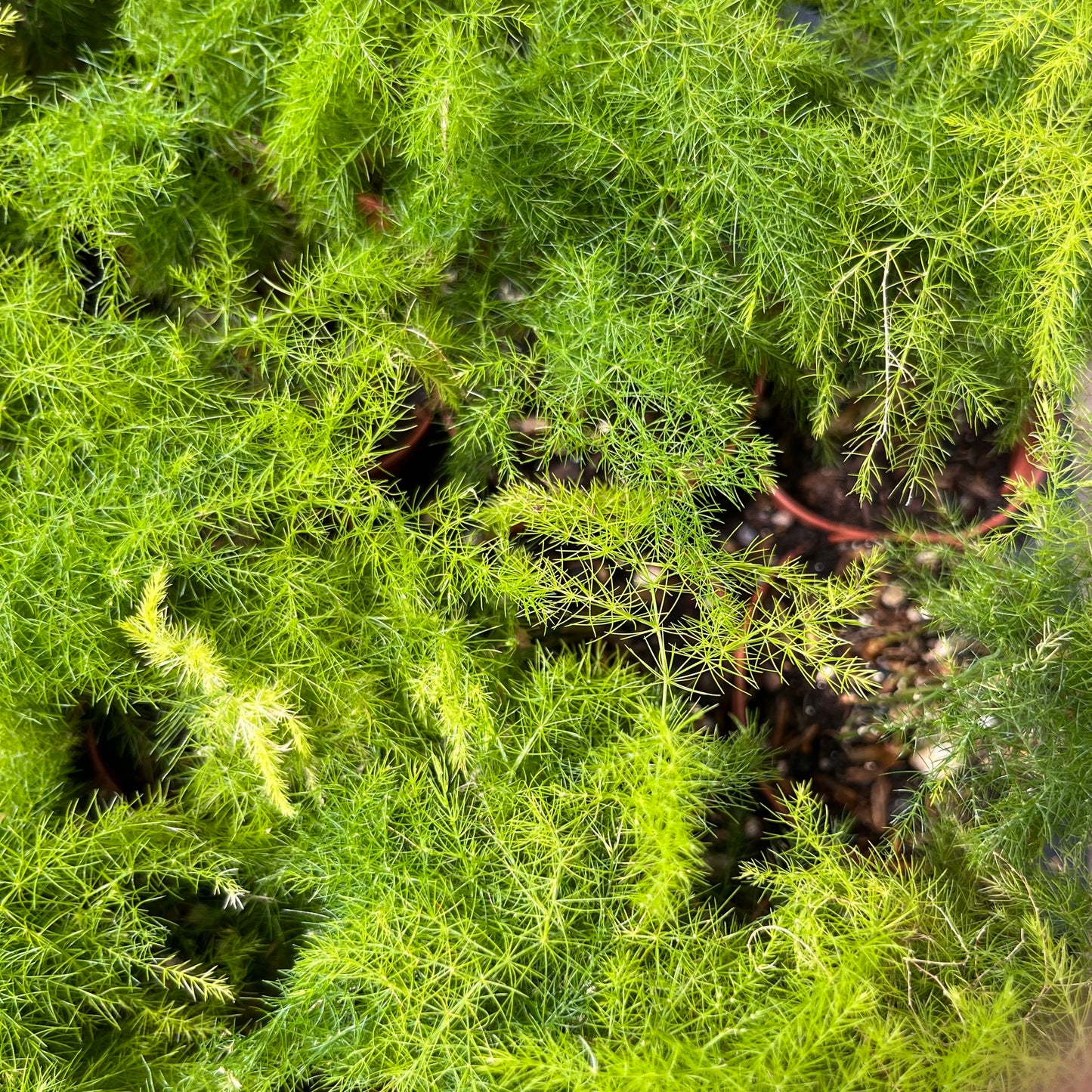 Fern-plumosa (Asparagus Fern) 2 inch