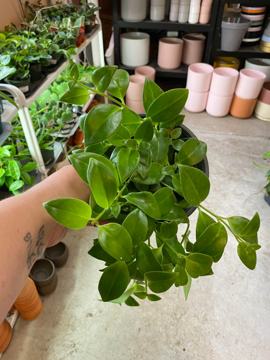 Lipstick-Mona Lisa 6" HB