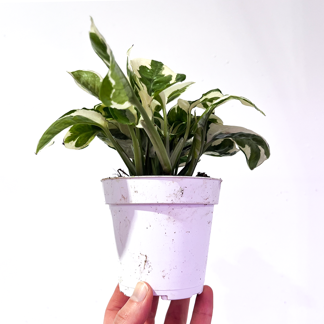 Pothos N' Joy 4 inch