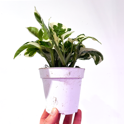 Pothos N' Joy 4 inch