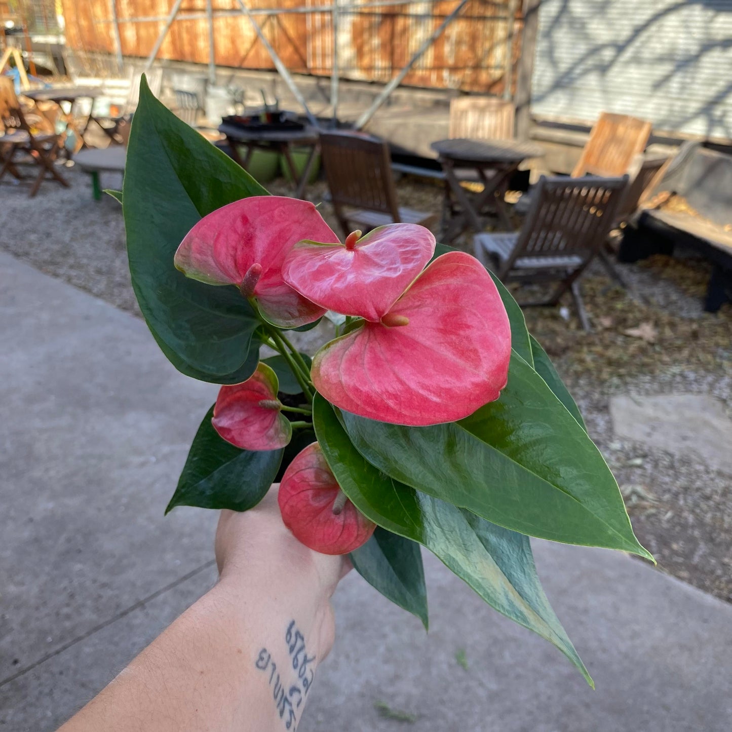 Anthurium-Dutch Assorted-4 inch