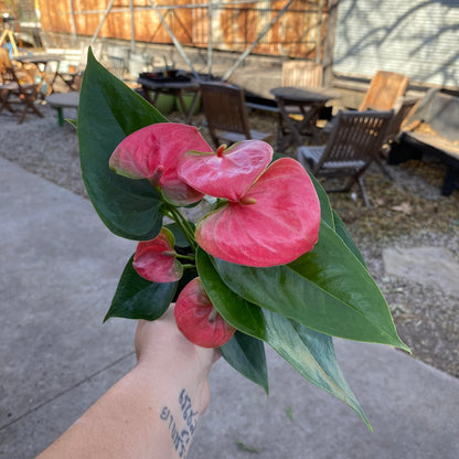 Anthurium-Dutch Assorted-4 inch