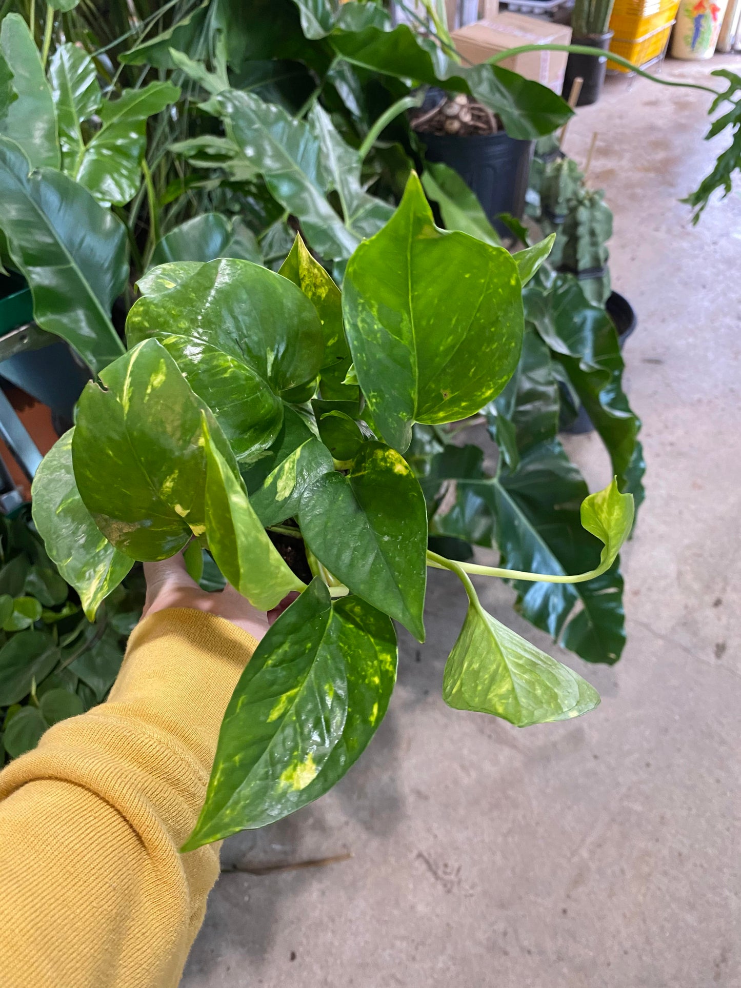 Pothos - Golden 4 inch