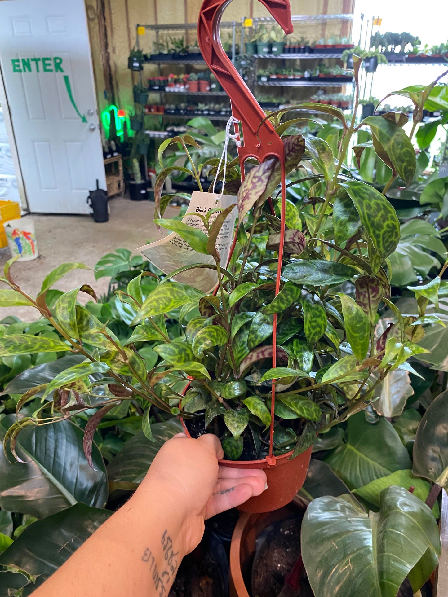 Lipstick-Black Pagoda 6" hanging basket