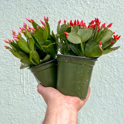 Cactus-Holiday-4 inch