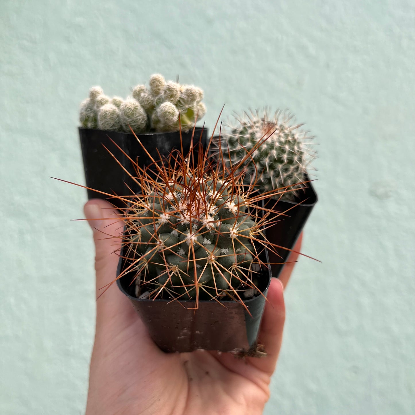 Cactus-Assorted-2 inch
