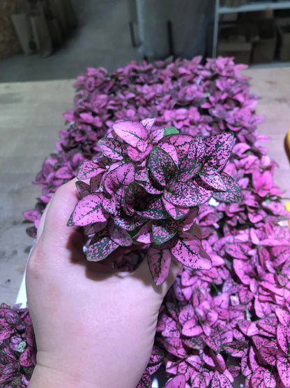 Hypoestes-Splash (Polka Dot Plant)-2 inch