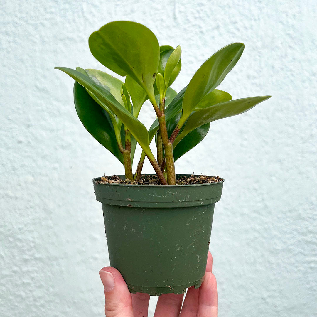 Peperomia-Obtusifolia Lemon Lime- 4 inch