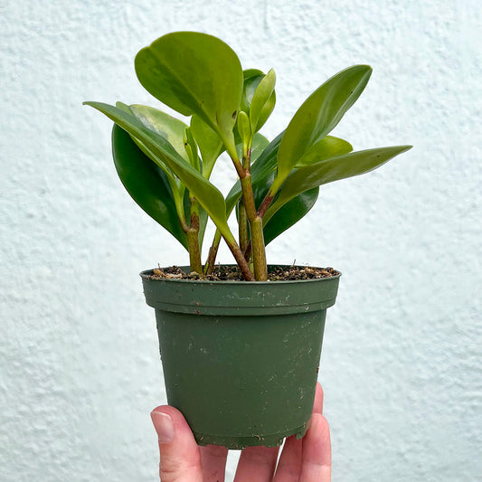 Peperomia-Obtusifolia Lemon Lime- 4 inch