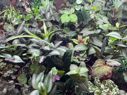 Tropical Assorted 2 inch